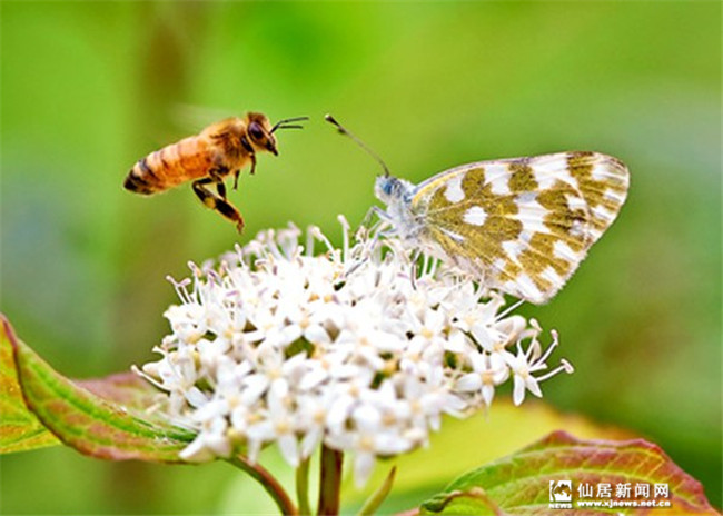蜜蜂和蝴蝶的童话故事